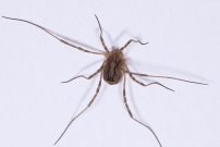 Le Faucheur pineux (Opiliones - Phalangiidae - Odiellus spinosus)